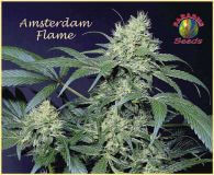 Amsterdam Flame