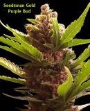 Purple Bud