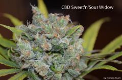 CBD Sweet n Sour Widow