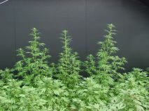 Neville's Haze x Mango