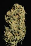 White Russian